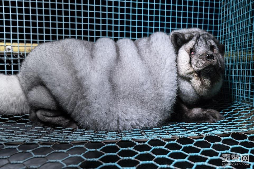 狐狸被养成怪物,皮草,养殖,爽赞网