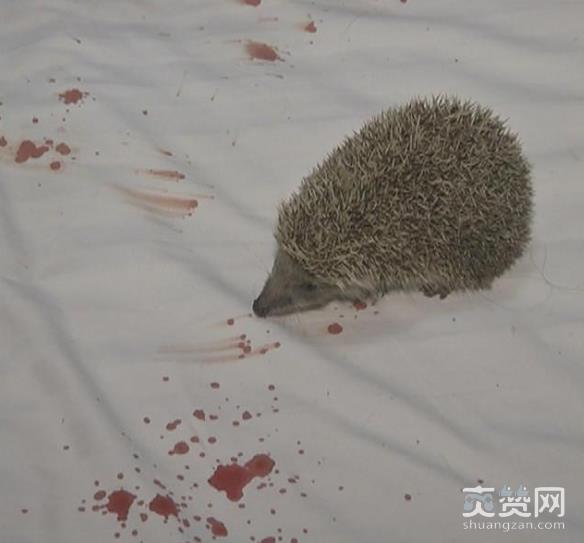 酒店枕头惊现刺猬,刺猬,酒店,爽赞网