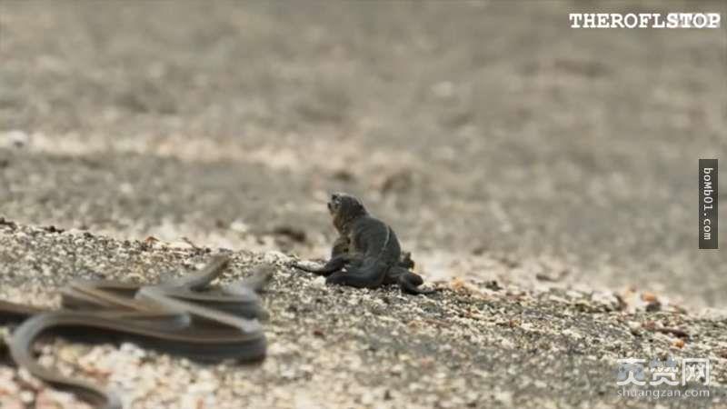 BBC,纪录片,爽赞网