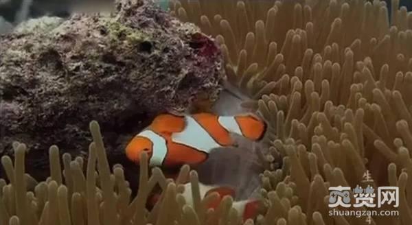 BBC,纪录片,爽赞网